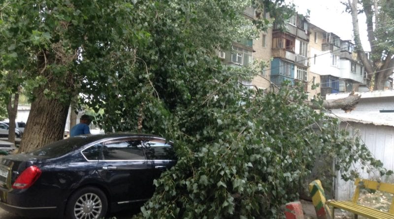 В Одессе рухнувшая ветка тополя повредила дорогую иномарку