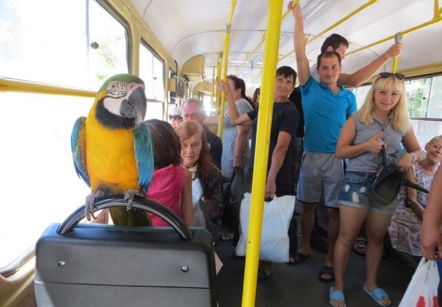 В трамвае Одессы проехался яркий пассажир