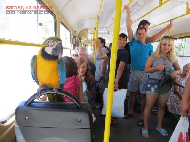 В трамвае Одессы проехался яркий пассажир