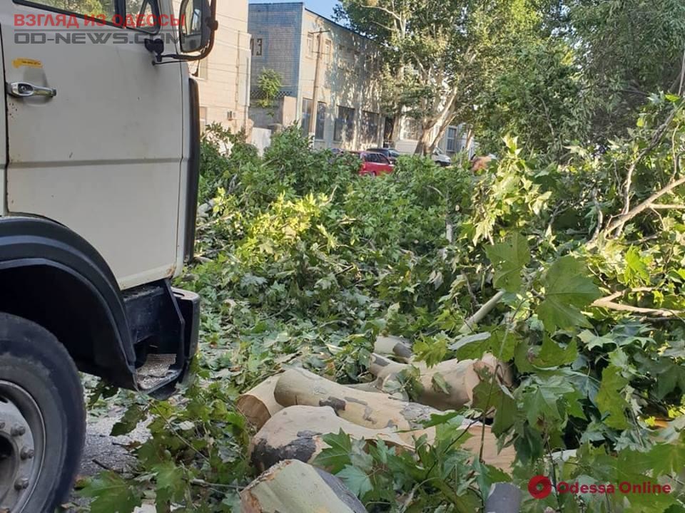 В Одессе произошел обвал массивного дерева: есть пострадавшие
