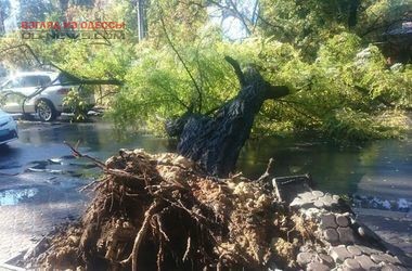 В Одессе дерево упало прямо на дом