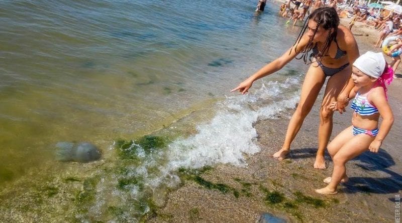 На крупном пляже в Одессе замечен бесплатный океанариум