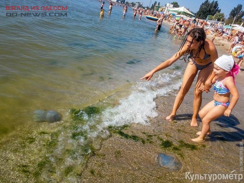 На крупном пляже в Одессе замечен бесплатный океанариум