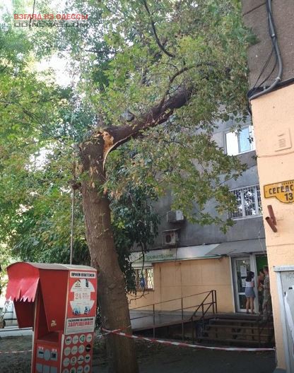 Из-за сломанного дерева в Одессе едва не пострадали люди