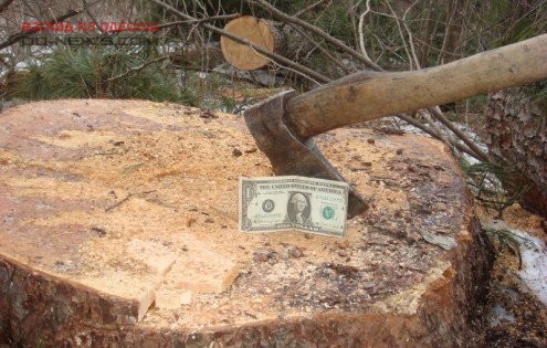 В Одесской области прекратили незаконную вырубку деревьев
