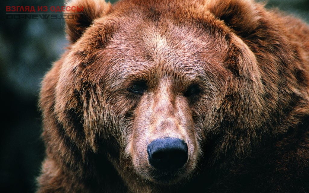 В Одессе запретили программу с выступлением бурых медведей