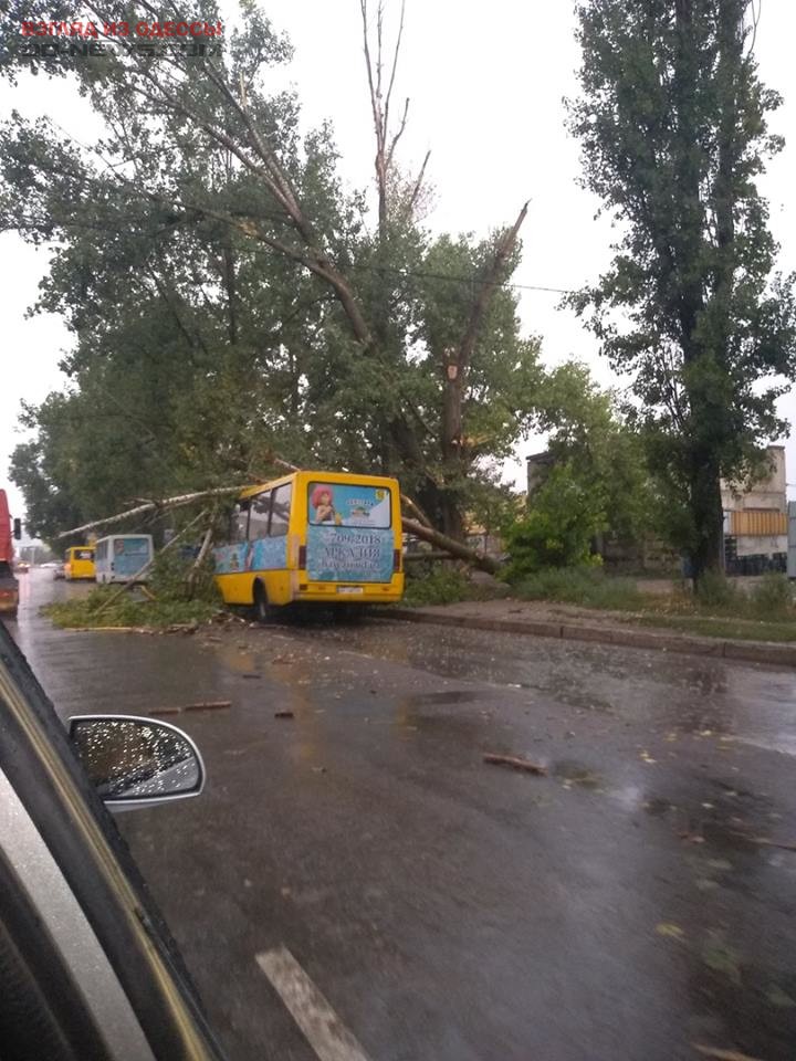 В Одессе на маршрутное такси упало дерево