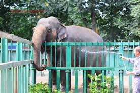 Одесскую слониху Венди срочно спасали от жары