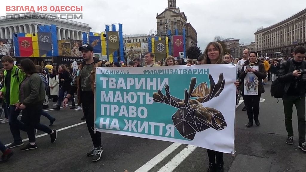 В Одессе намерены поддержать права животных