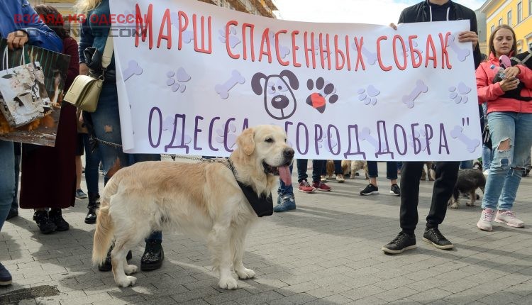 Прошел самый добрый марш в Одессе