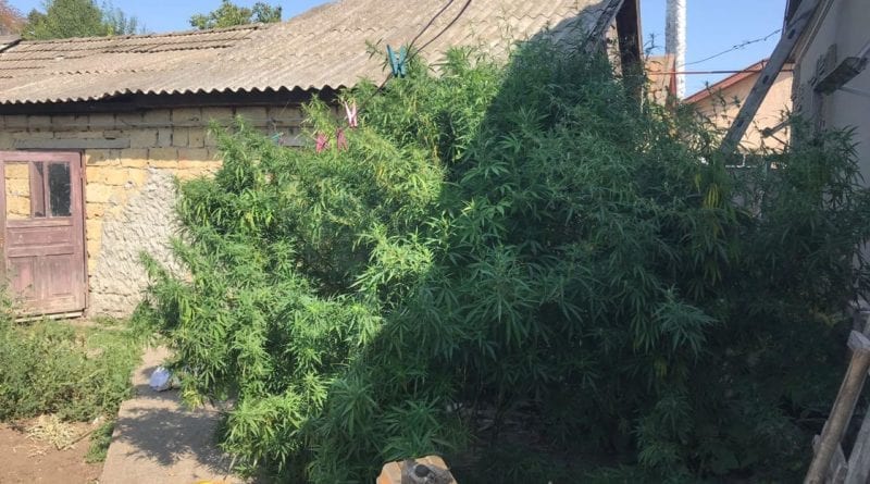 В Одесской области обнаружили плантации конопли и марихуаны