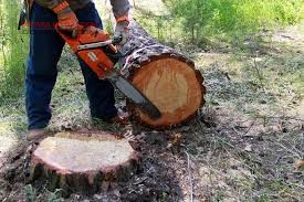 В Одесской области пресекли очередную незаконную вырубку деревьев