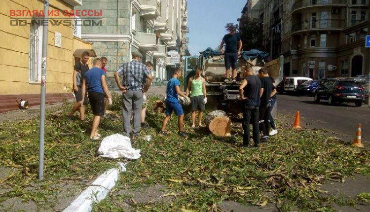 От упавших деревьев в Одессе пострадал автомобиль и детский сад