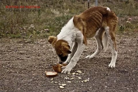 В Одессе снова разбросали отраву для собак