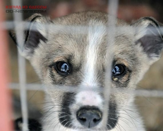 В Одессе пройдет фестиваль в поддержку животных из приютов