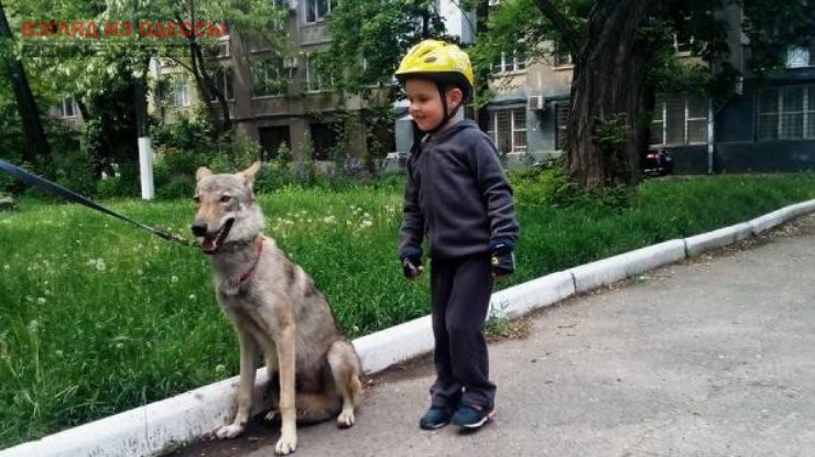 В Одессе «усыновили» настоящего волка