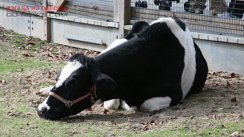 На одесской ферме у животных выявили бешенство