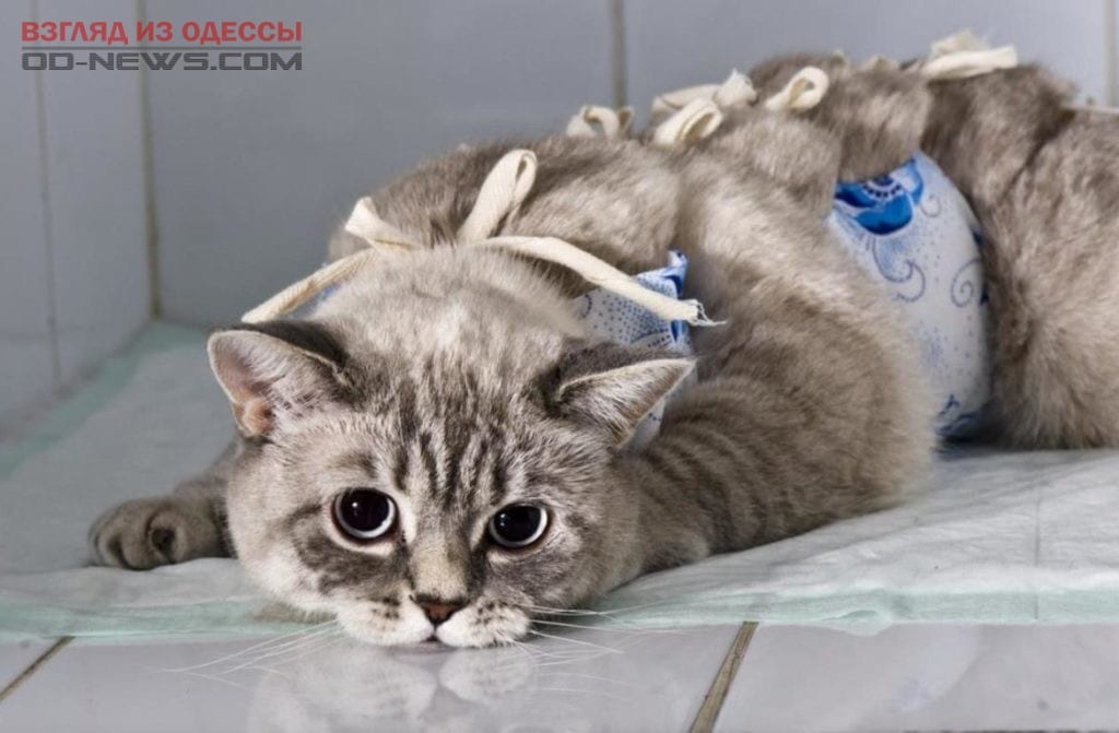 В Одессе можно будет отдать уличного кота на бесплатную стерилизацию