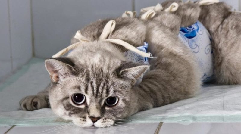 В Одессе можно будет отдать уличного кота на бесплатную стерилизацию