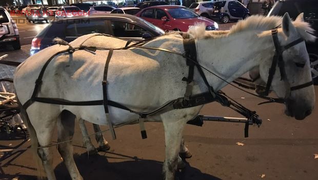 В Одессе беспощадно эксплуатируют больную лошадь