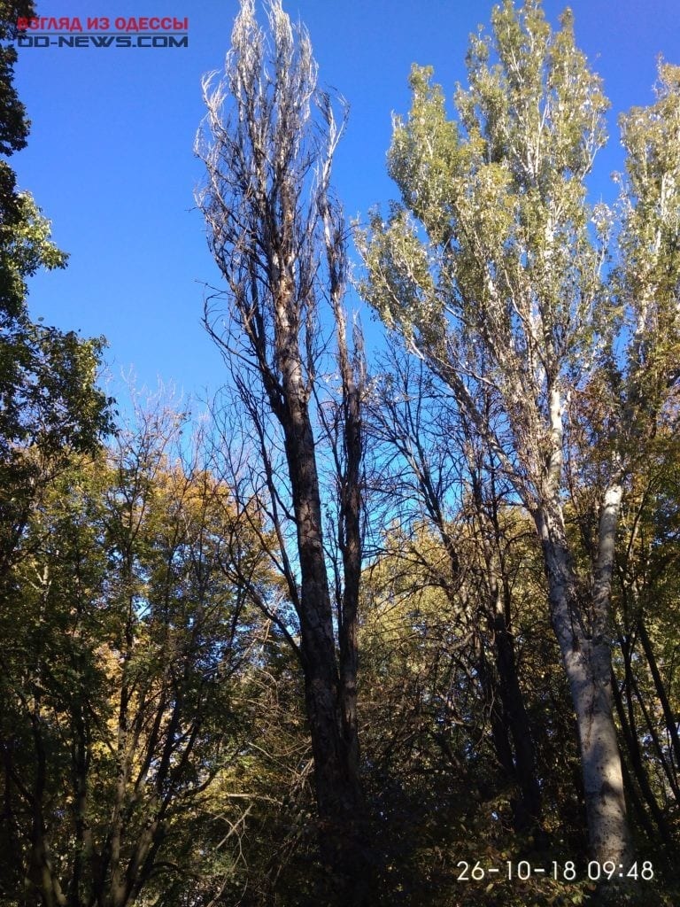 В Одессе найдено еще одно аварийное дерево