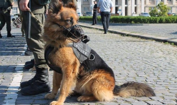 В одесском аэропорту с 5 ноября введут собачий патруль