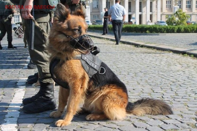В одесском аэропорту с 5 ноября введут собачий патруль