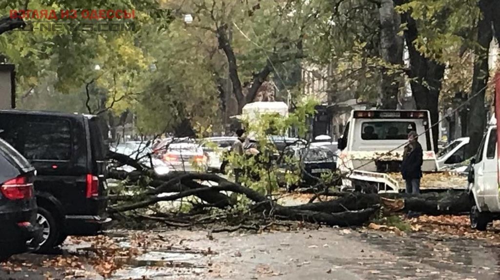 В Одессе дерево повредило около 10 авто