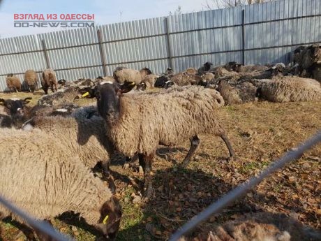 Многострадальных овец поселят в Одесской области на экоферме