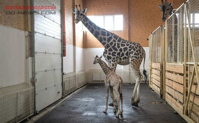 В Одесском биопарке произошло чудесное рождение