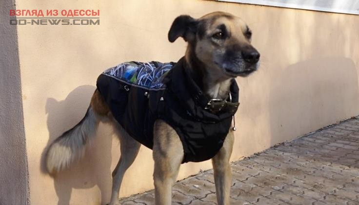 В Одессе трудоустроен трехлапый пёс