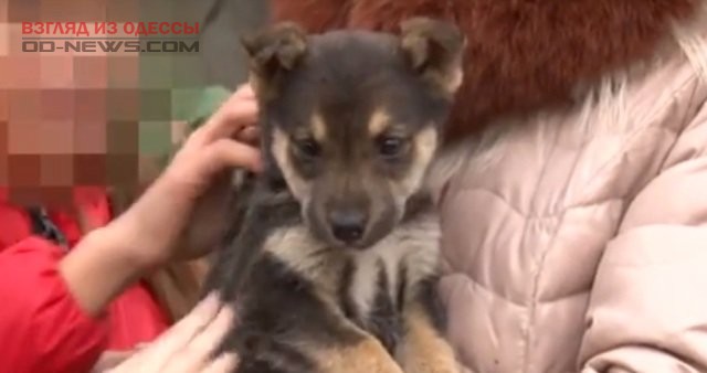 В Одессе самые юные жители спасли щенка