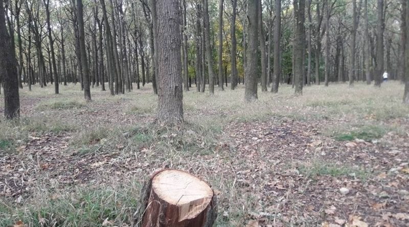 В Одесской области задержали незаконных лесорубов