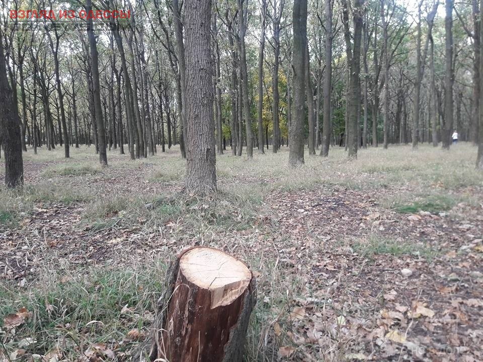 В Одесской области задержали незаконных лесорубов