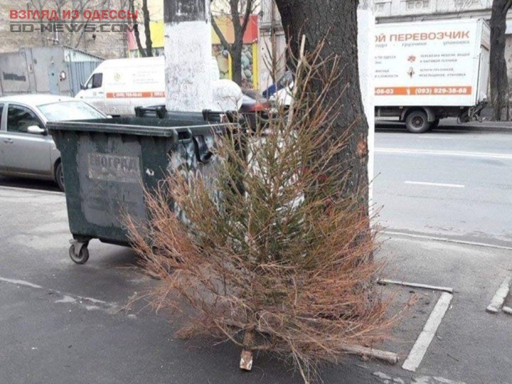 В Одессе найден победитель по выбросу елок