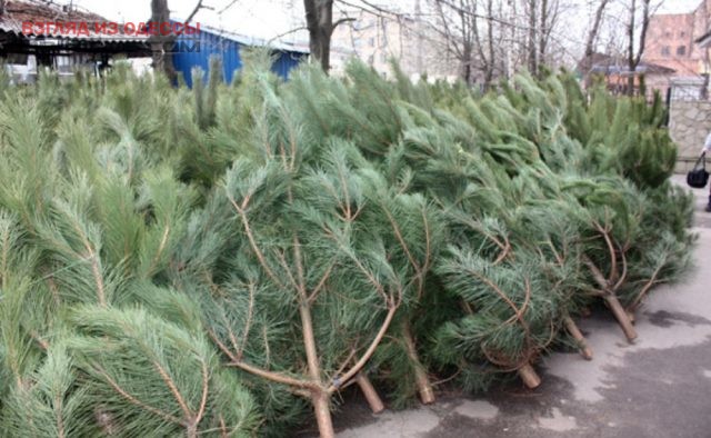 Сколько в Одессе будут стоить елки и сосны