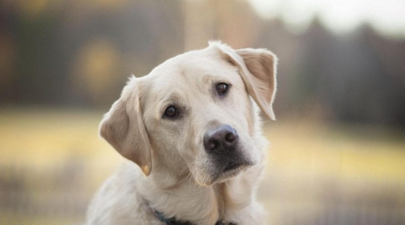 В Одессе введение тарифа на собак отложили на время
