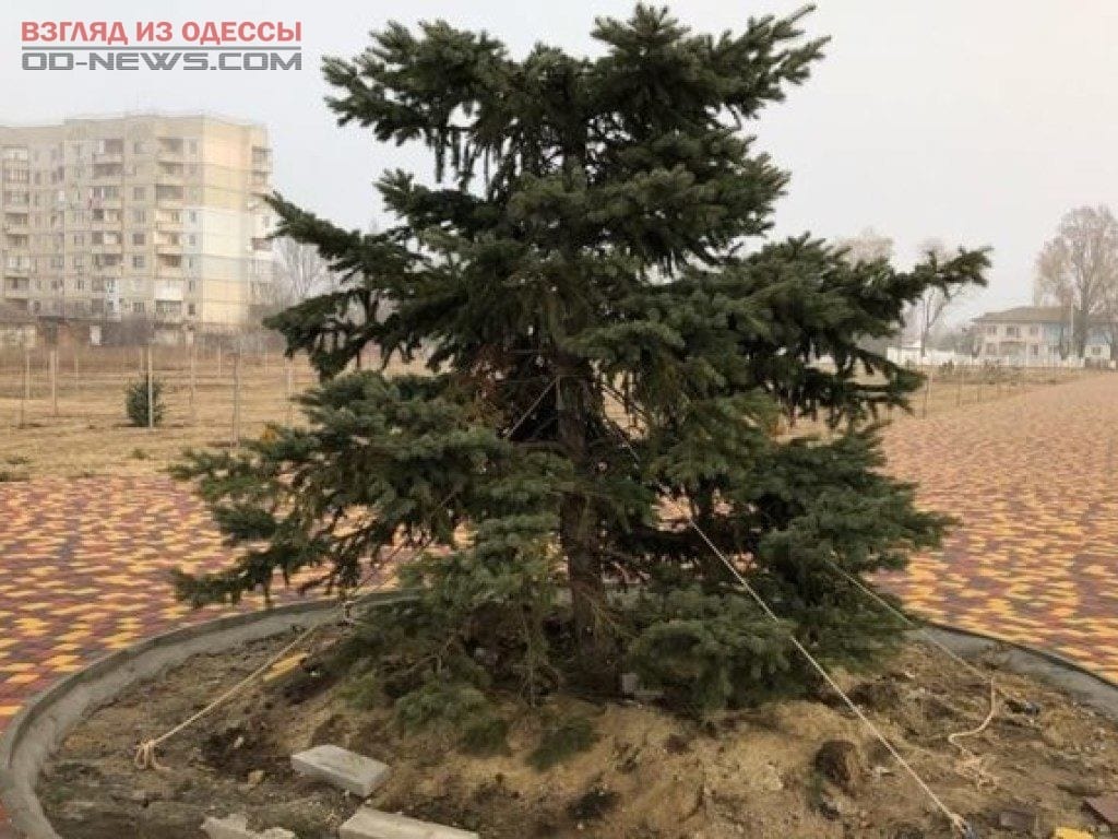 В Одесской области в парке срубили верхнюю часть ели