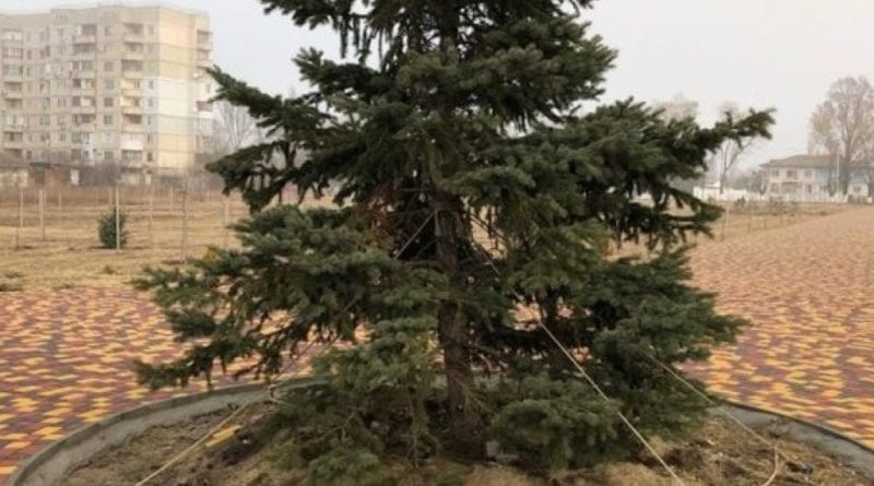 В Одесской области в парке срубили верхнюю часть ели