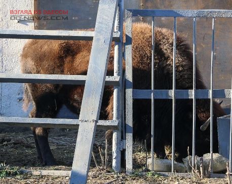 В Одесском зоопарке появились новые обитатели