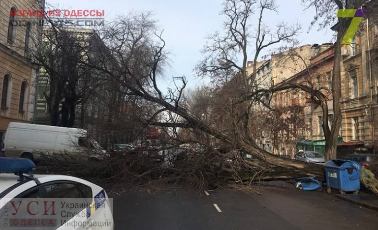 В Одессе убрали упавшее дерево, перекрывшее улицу