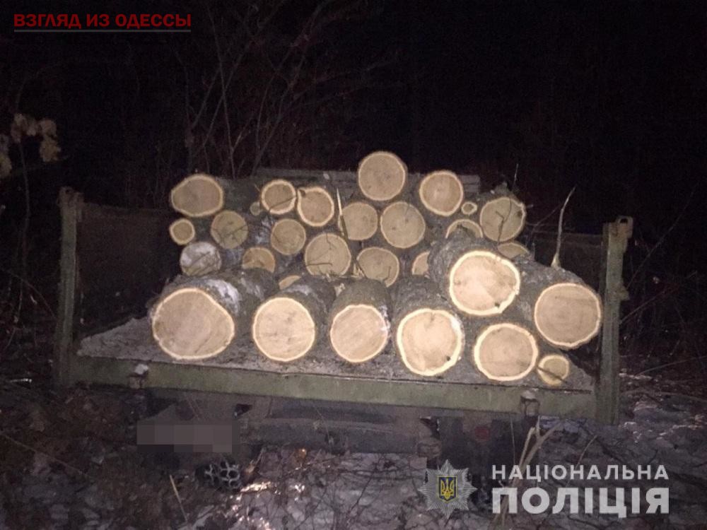 В Одесской области арестовали незаконных лесорубов