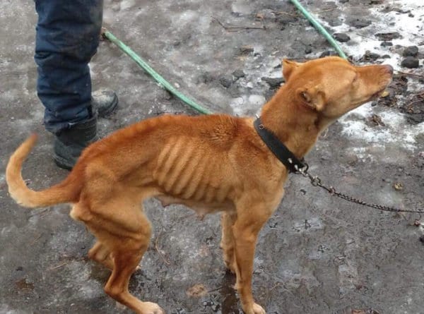 Неравнодушный одессит спас собаку от верной гибели