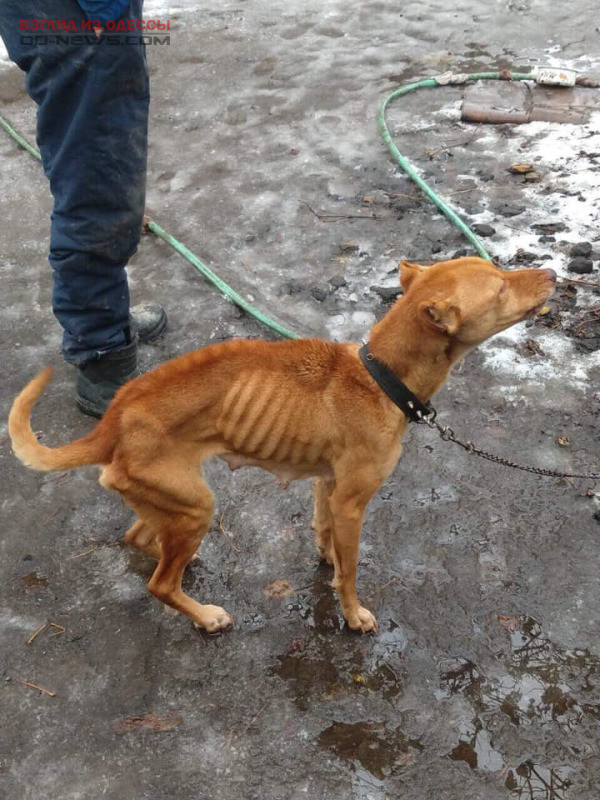 Неравнодушный одессит спас собаку от верной гибели