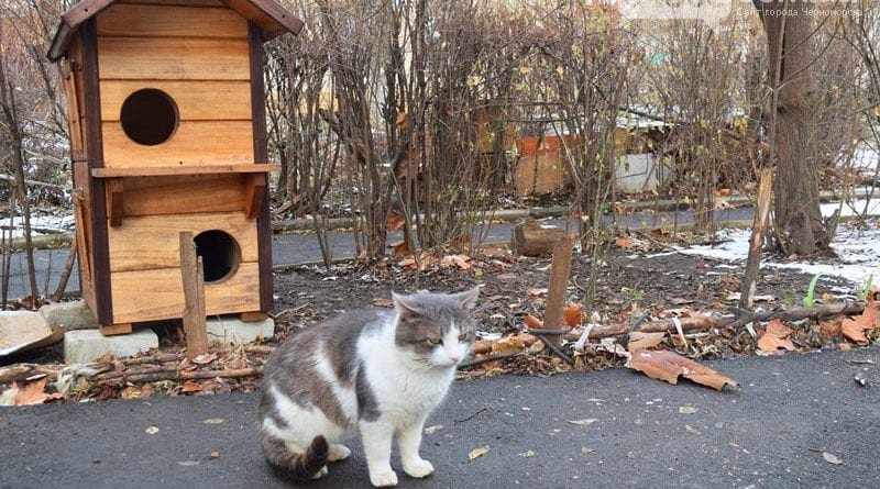 Общежитие для котиков появилось под Одессой