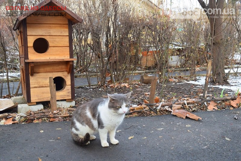 Общежитие для котиков появилось под Одессой