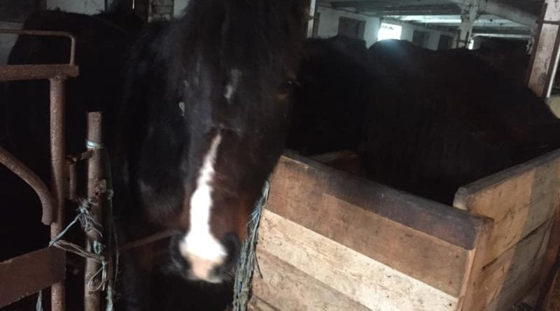 Одесситов призывают спасти лошадей от уничтожения