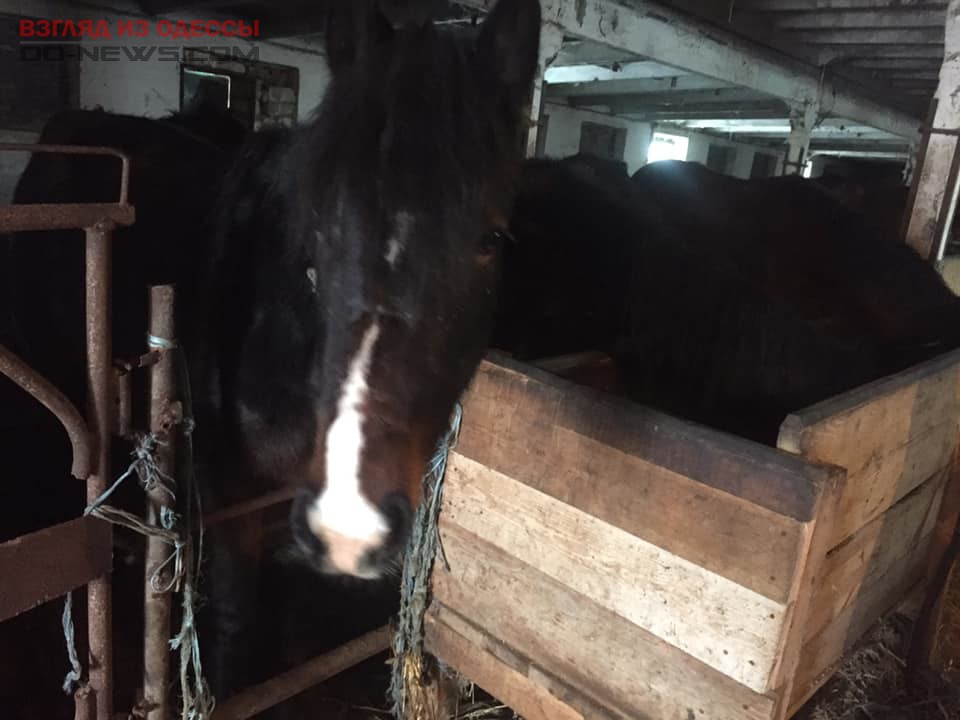 Одесситов призывают спасти лошадей от уничтожения