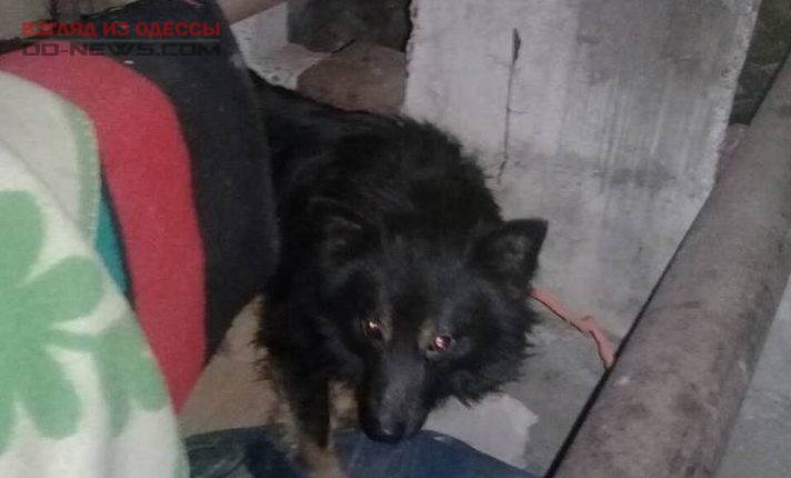 В Одессе бездомная женщина месяц жила в подвале с собаками