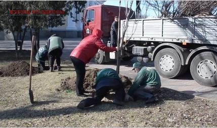 В Одессе обновляют деревья